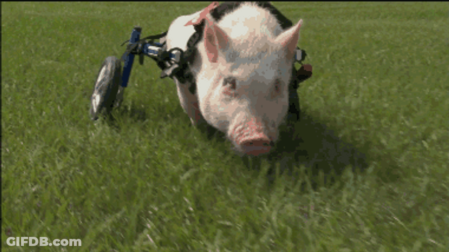 Thatll Do Pig On Wheels GIF
