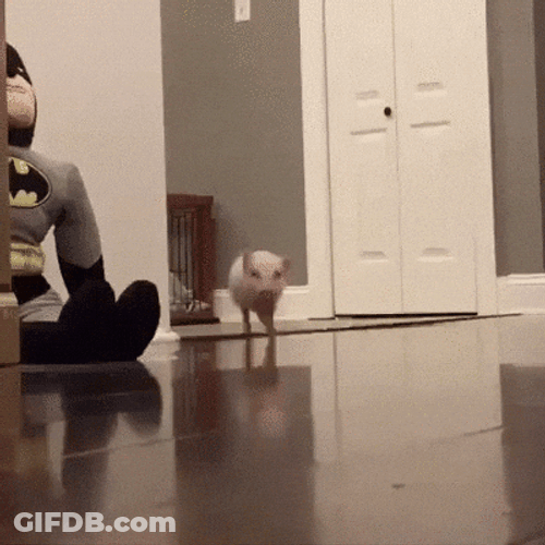 Thatll Do Pig Running GIF