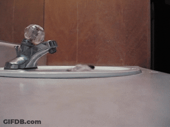 Thatll Do Pig Sink GIF