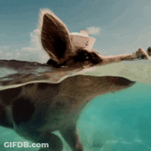 Thatll Do Pig Swimming GIF