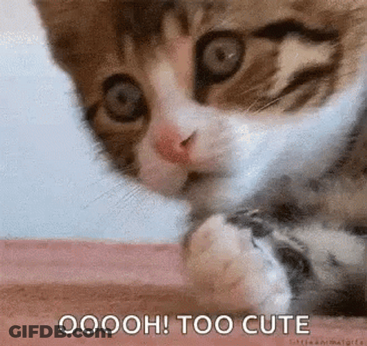 Thats Cute Cat Covering Her Mouth GIF