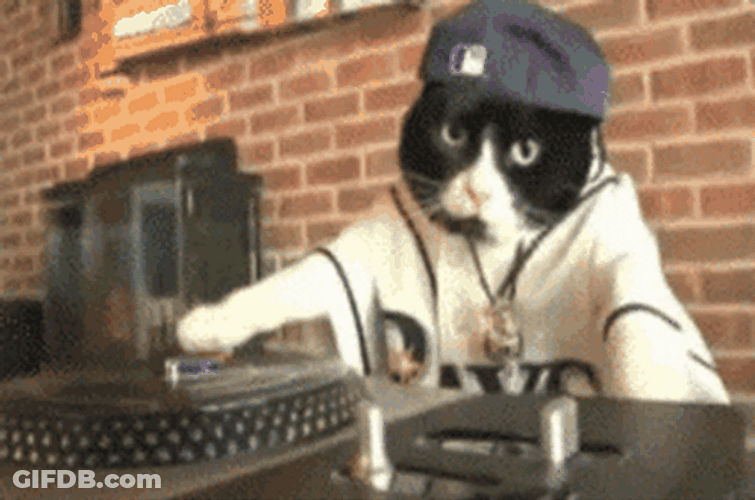 Thats Hip Hop Dude Cat GIF