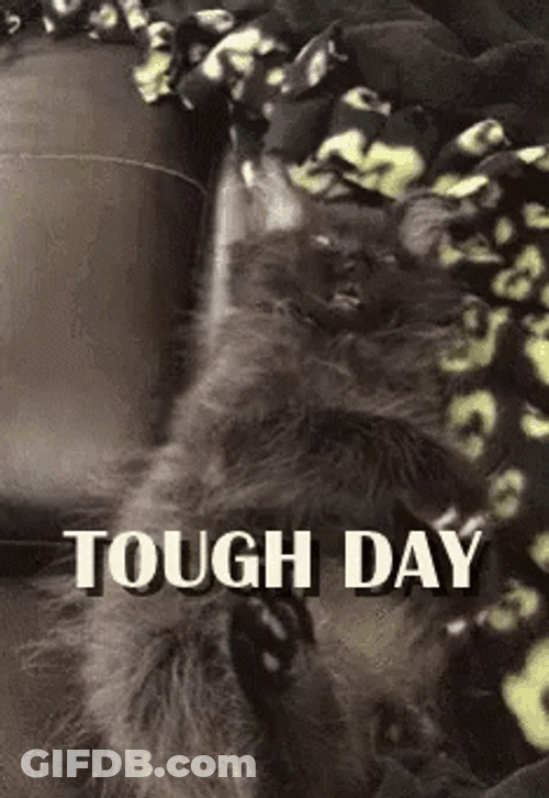 Thats Rough Buddy Tired Cat GIF