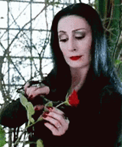 The Addams Family Morticia Cutting Rose GIF