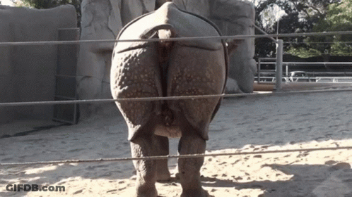 The Back Of A Rhino Behind A Fence In The Sand GIF