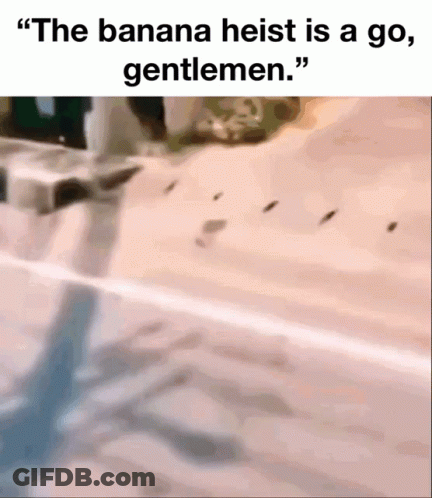 The Banana Heist Is A Go , Gentlemen .. GIF
