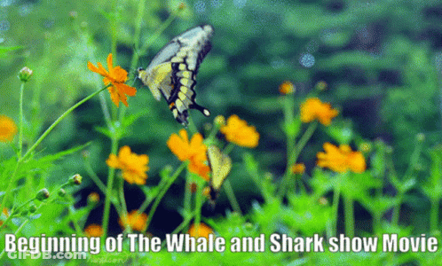 The Beginning Of The Whale And Shark Show Movie Is Shown GIF