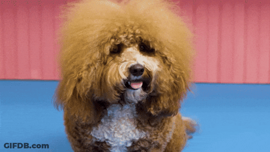 The Big Hairy Dog GIF