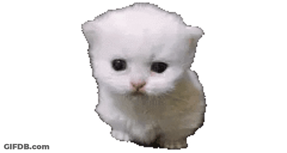 The Biology Of Cat GIF
