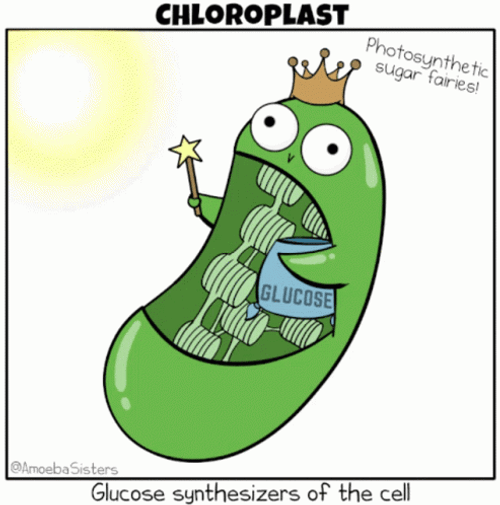 The Biology Of Chloroplast GIF