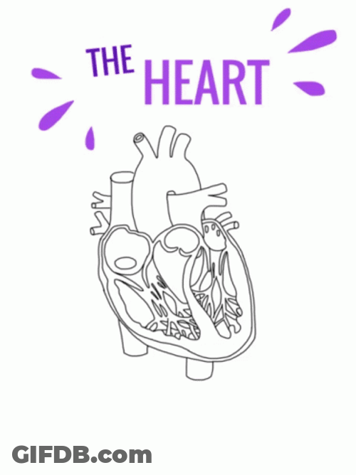 The Biology Of Heart GIF