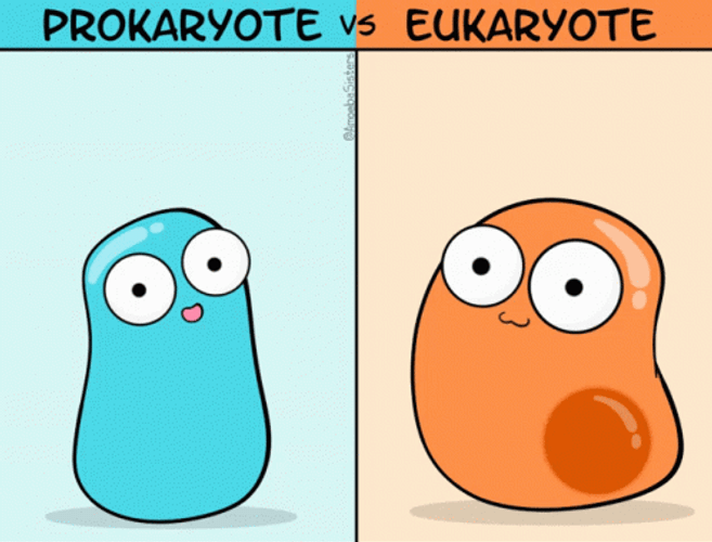 The Biology Of Prokaryote And Eukaryote GIF