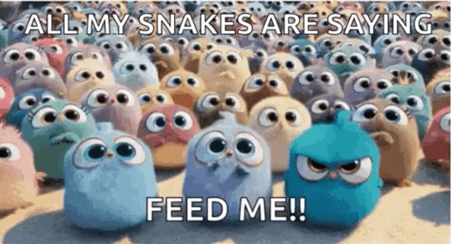 The Birds Angry Feed Me GIF