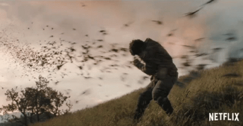 The Birds Attacking Amir Wilson GIF