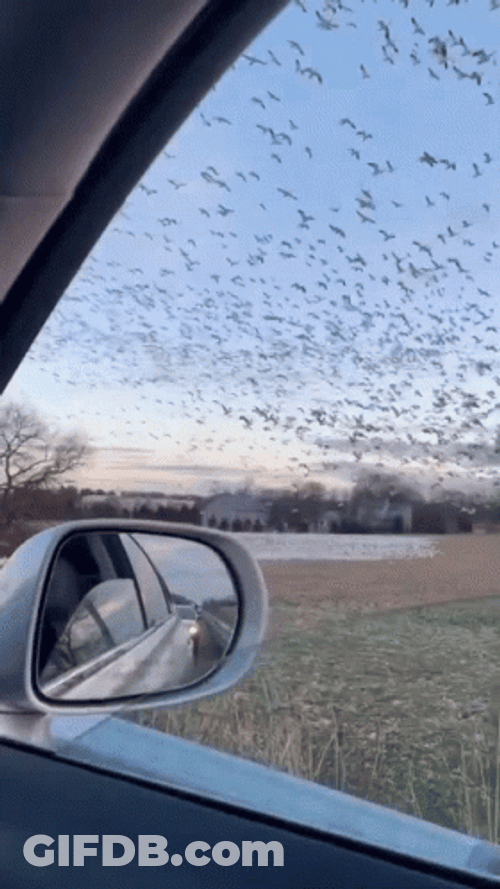 The Birds Flying In Sky GIF