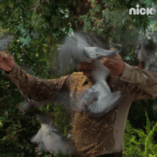 The Birds Pigeon Attacking Man GIF