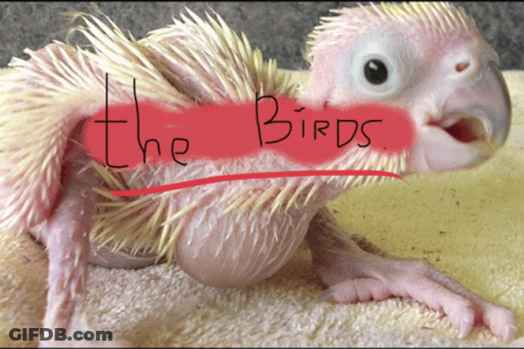 The Birds Talking GIF