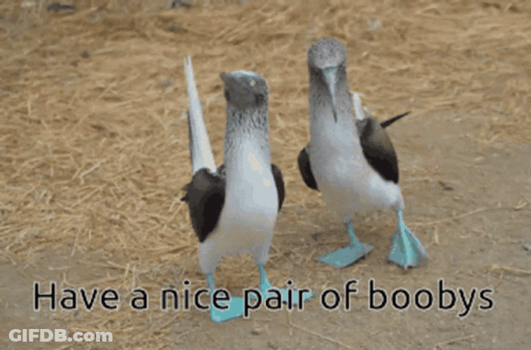 The Birds Walking Have A Nice Pair Of Boobys GIF