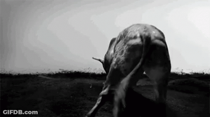 The Bull Kick Rage GIF