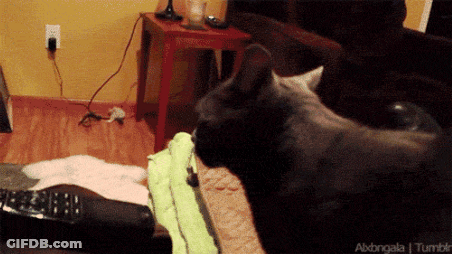 The Cat Is Like Wat GIF