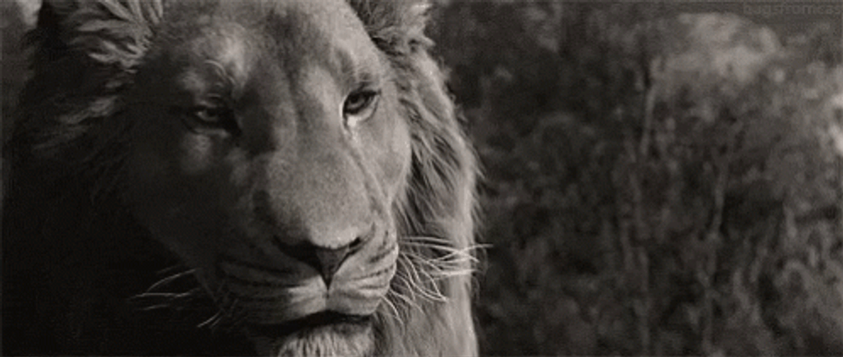 The Chronicles Of Narnia Aslan Serious Look GIF