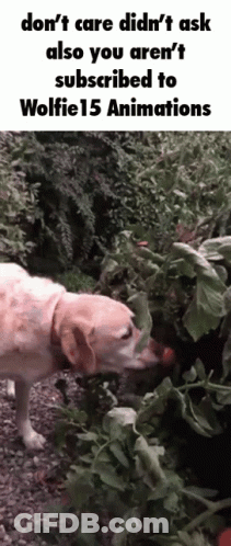 The Coterie Wolfie15 GIF