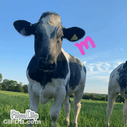 The Cow Says Moo GIF