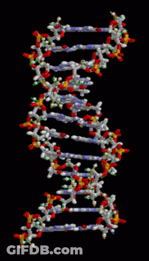 The Deoxyribonucleic Acid Biology GIF