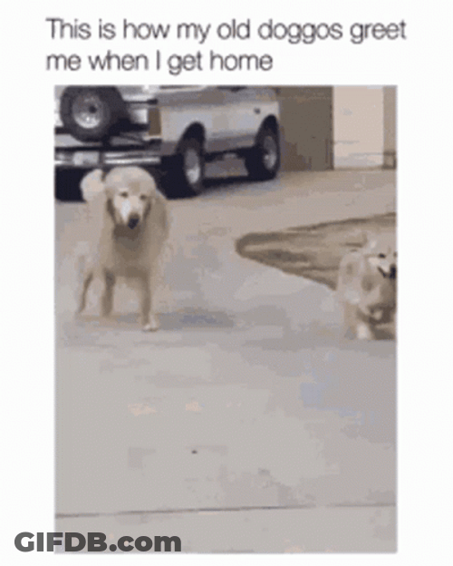 The Dogs Are Getting Old Greeting GIF
