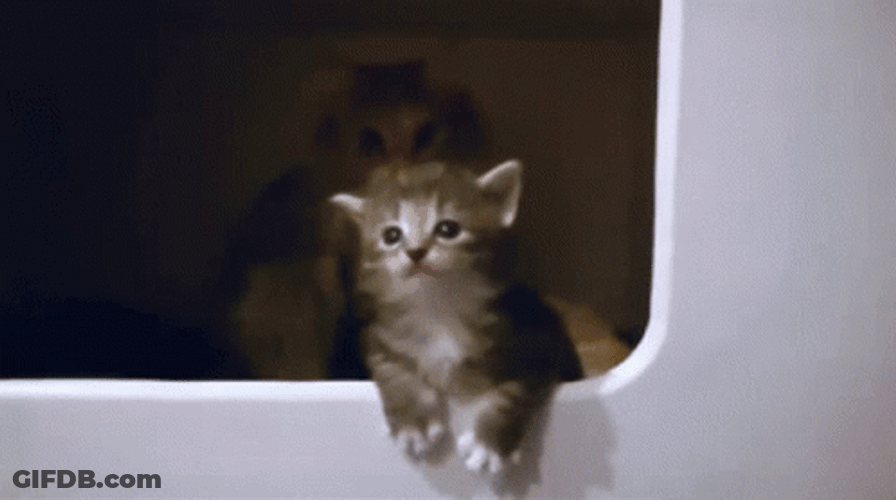 The Drama Queen Cat GIF