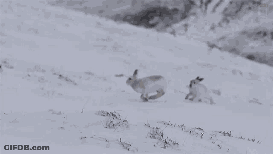 The Female Is Either Telling The Males That She Is Not Ready To Mate Or Testing Their Agility Before Accepting GIF