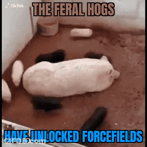 The Feral Hogs Have Unlocked Forcefields With A Picture Of Pigs GIF