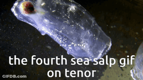 The Fourth Sea Salp Gif On Tenor Shows A Jellyfish GIF