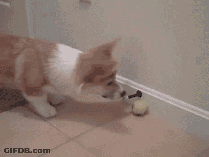 The Hell Is That?! GIF