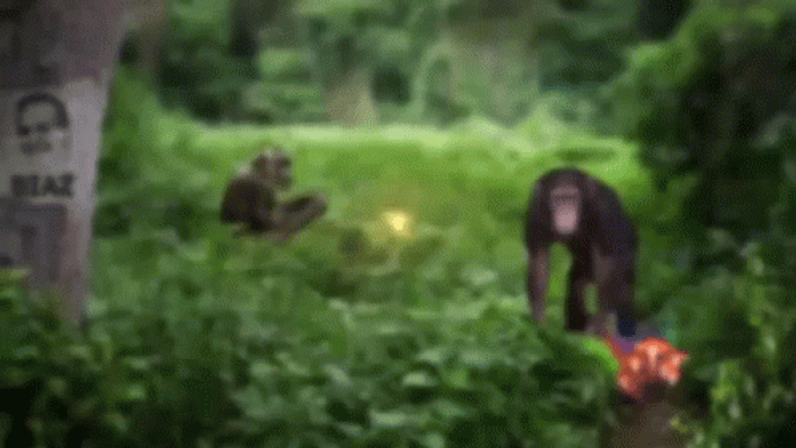 The Joe Rogan Experience GIF