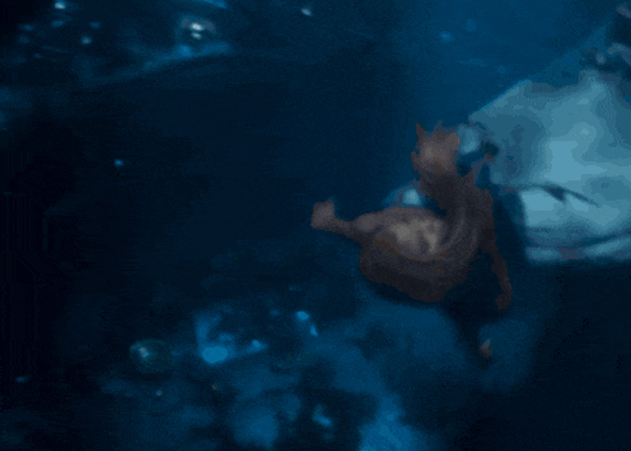 The Little Mermaid The Little Memaid GIF