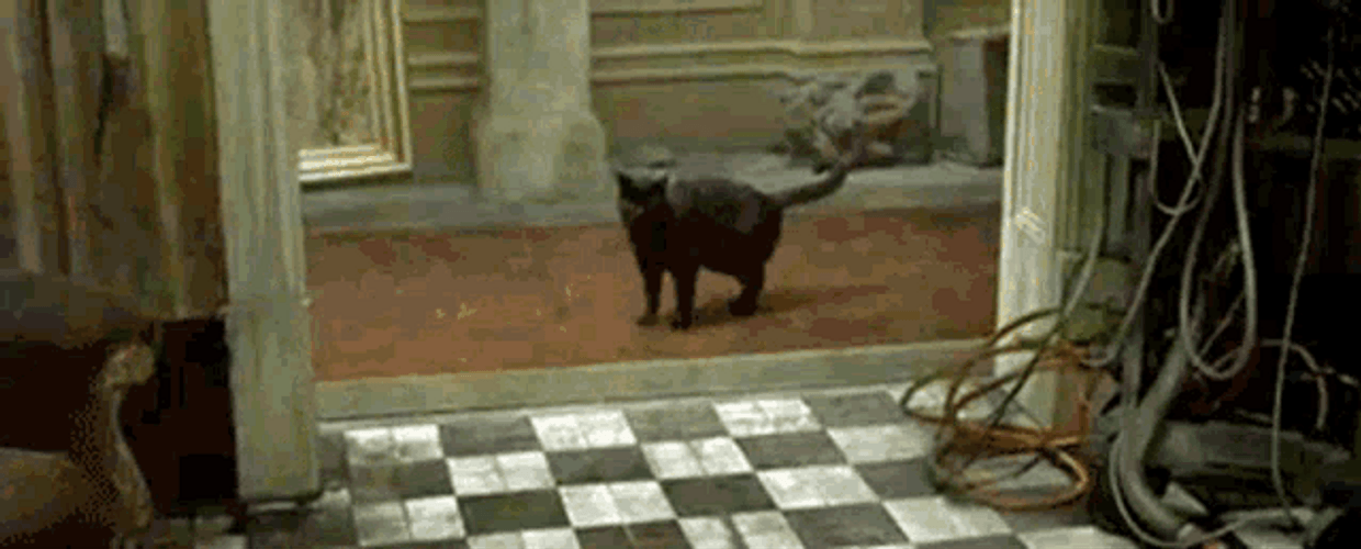 The Matrix Black Cat GIF