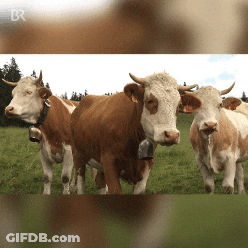 The Moo Gang On The Field GIF