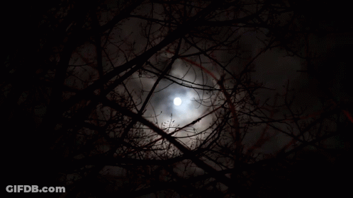 The Moon Is Visible Through The Branches Of Trees GIF