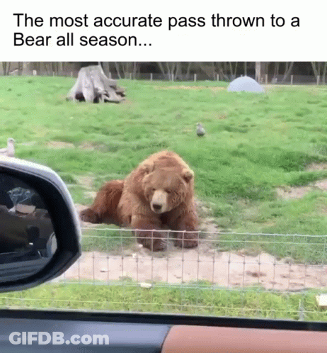 The Most Accurate Pass Thrown To A Bear All Season... GIF