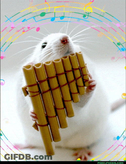 The Pan Flute Rat Showering GIF