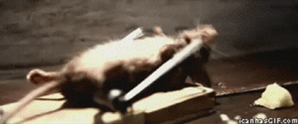 The Rat In A Trap GIF