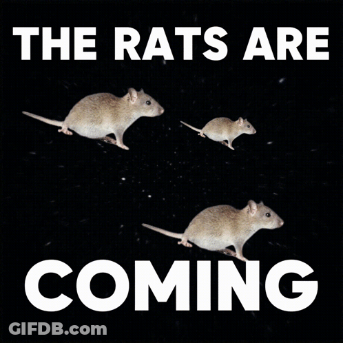 The Rats Are Coming Poster GIF