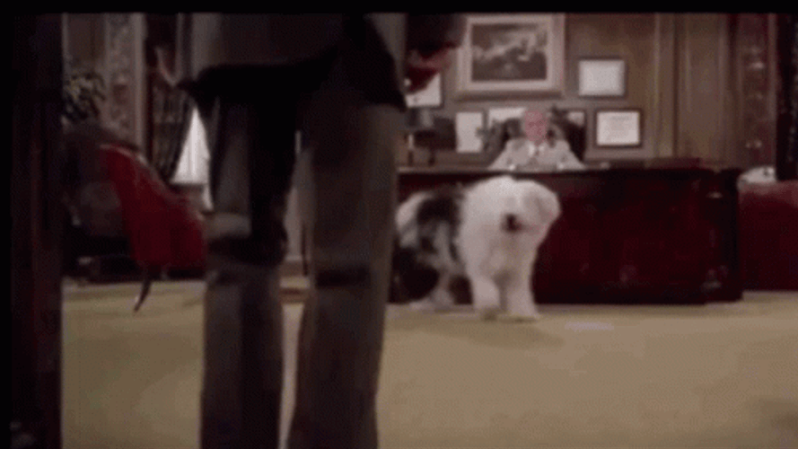 The Shaggy Dog Man Punch GIF