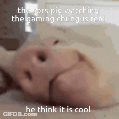 The Sors Pig Watching The Gaming Chungus Real GIF