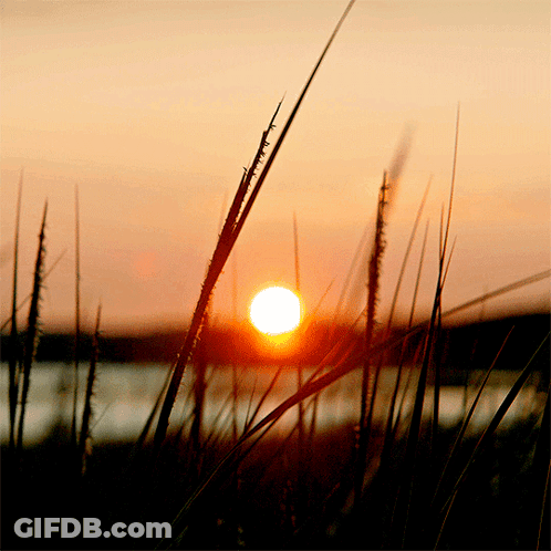 The Sun Is Setting Behind Some Tall Grass In The Foreground GIF