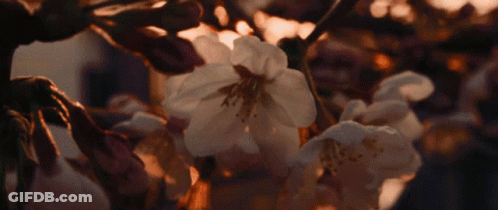 The Sun Is Shining Through The Leaves Of A Tree GIF