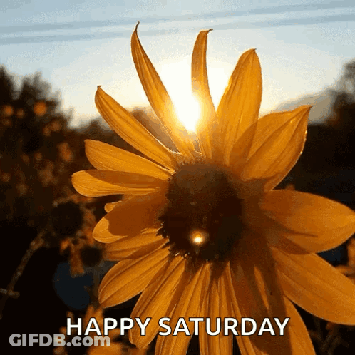 The Sun Is Shining Through The Petals Of A Yellow Flower GIF