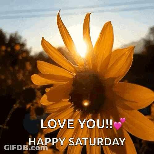 The Sun Is Shining Through The Petals Of A Yellow Flower GIF