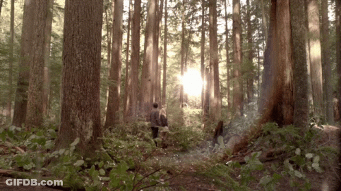The Sun Is Shining Through The Trees In The Forest GIF